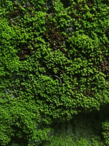 A vertical shot of green moss wall on the rock