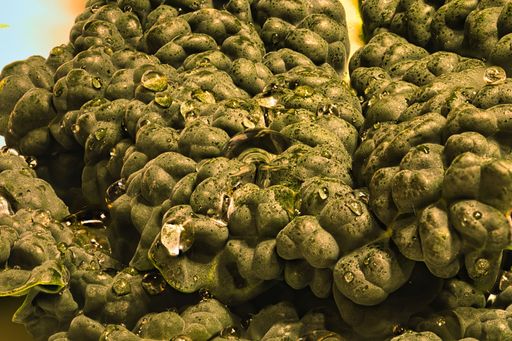 A macro shot of details on wet green kale
