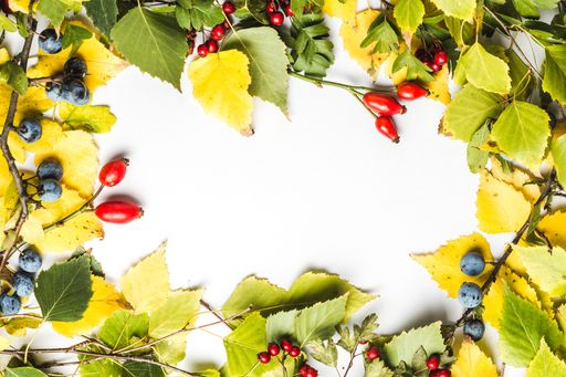A group of green spring leaves and colorful berries around a blank white space