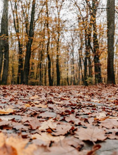 A vertical shot of a path in the woods covered with autumn leaves