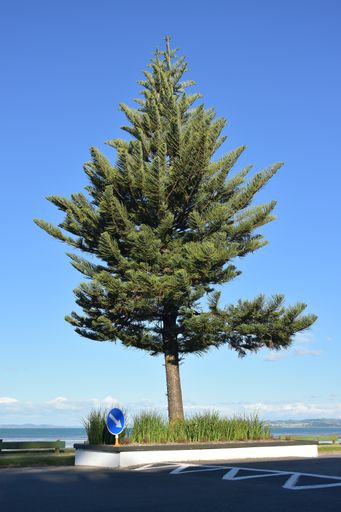 A vertical shot of a beautiful pine tree under the blue sky on the roadside