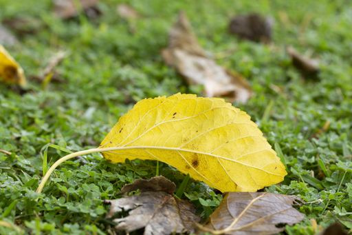 A selective focus shot of a yellow fallen autumn leaf on the grassy ground