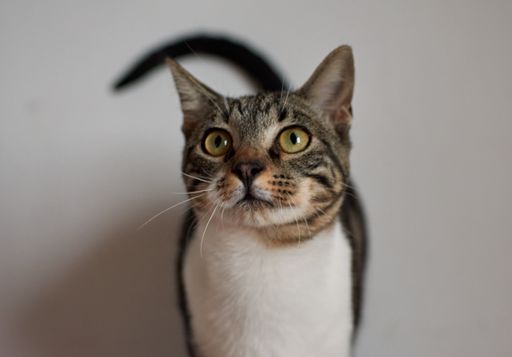 A closeup shot of an adorable cat on white background