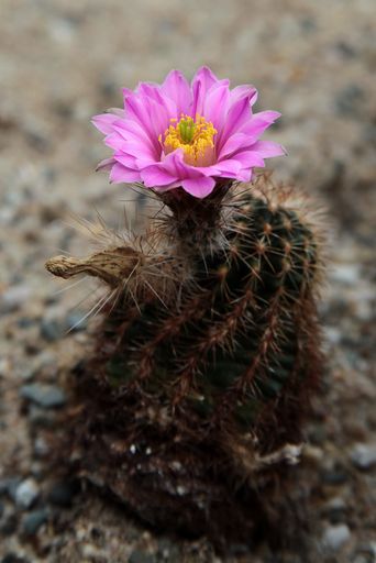 A closeup of a spiny pincushion cactus in a desert garden