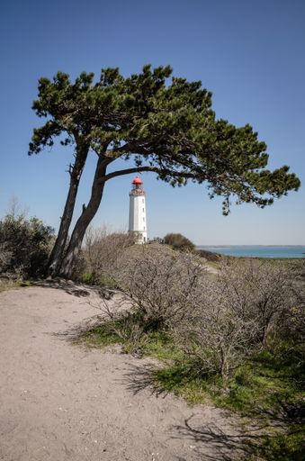 A beautiful tree on the background of Lighthouse Dornbusch on the island Hiddensee