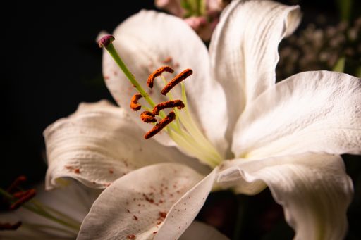 A macro shot of gorgeous white lily in front of a dark background