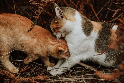 A closeup shot of two cute cats playing together