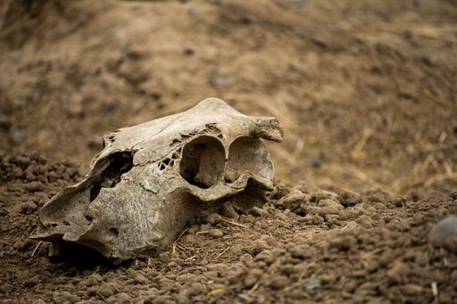 A close-up shot of a dried doe deer skull on the ground