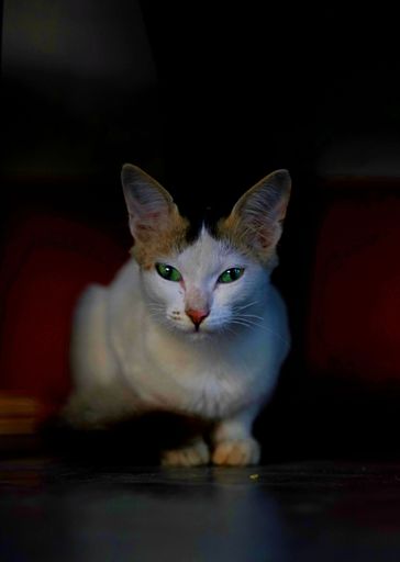 A vertical shot of a confused cat stare at the camera