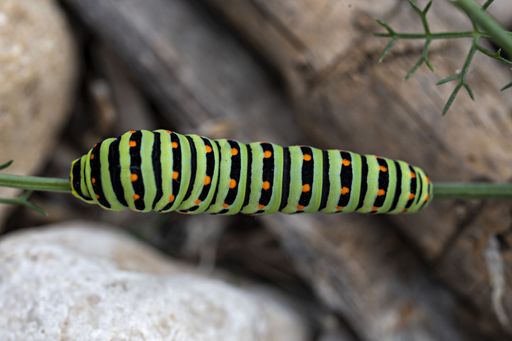 A closeup shot of an eastern black swallowtail caterpillar crawling on a plant stem with blur background