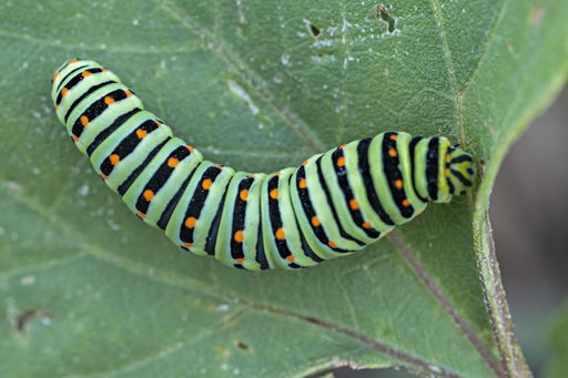 A closeup shot of an eastern black swallowtail caterpillar crawling on a green plant leaf