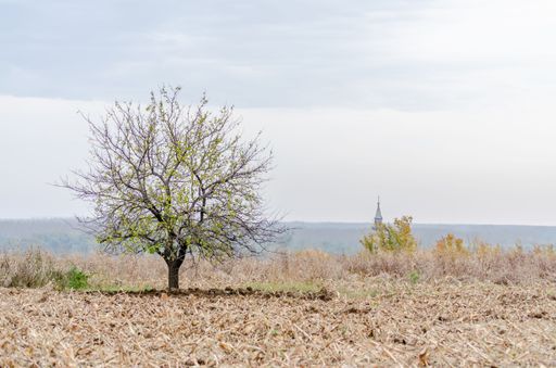 A solitary tree isolated in an idyllic rural landscape, illuminated by a vibrant blue sky