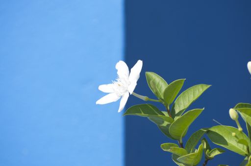 A selective focus shot of a Catalonian jasmine on a blue blurred background