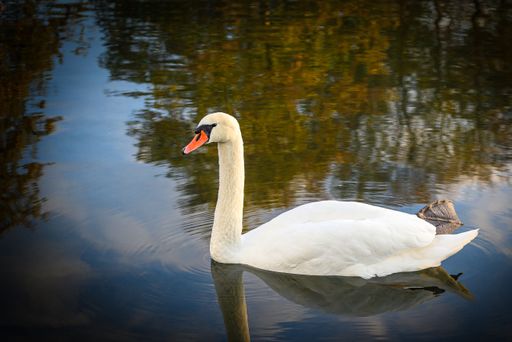 A view of a beautiful swan in the lake at sunrise