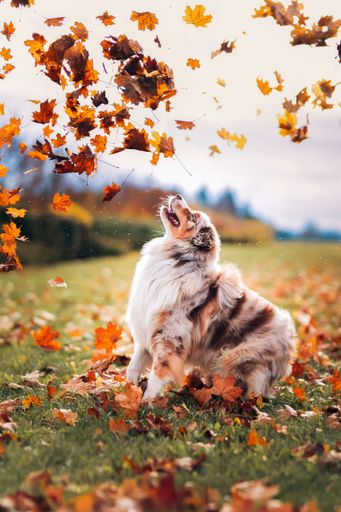 A vertical shot of a purebred Australian shepherd playing in the field with fallen autumn leaves