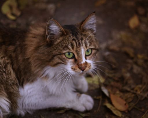 Beautiful street cat with green eyes