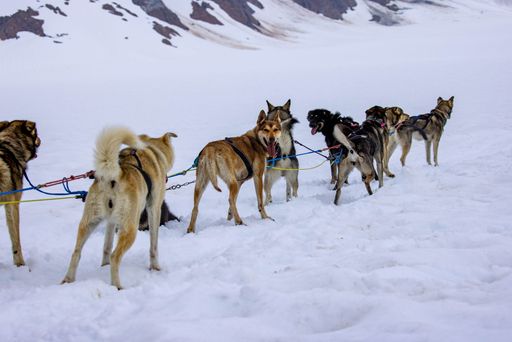 A group of Siberian Husky sled dogs on the road in Juneau, Alaska