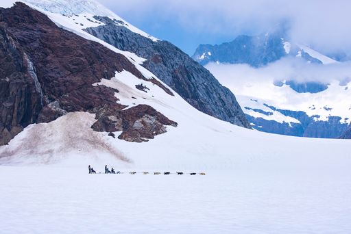 A group of sled dogs pilling people on the sleigh in Juneau, Alaska