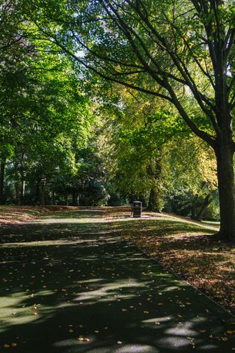 A vertical shot of a pathway in the middle of the tall trees of a forest