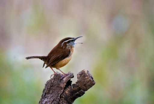 A beautiful shot of a Carolina wren (Thryothorus ludovicianus) with opened beak perched on a tree trunk