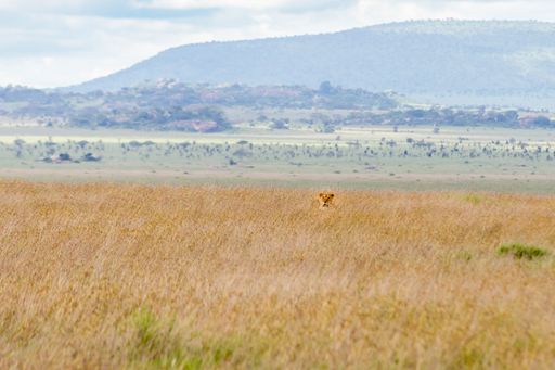 A closeup shot of lions hiding in the grass in Serengeti National Park, Tanzania