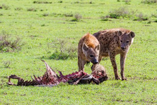 A closeup shot of two hyenas eating a dead wildebeest in the Serengeti National Park, Tanzania