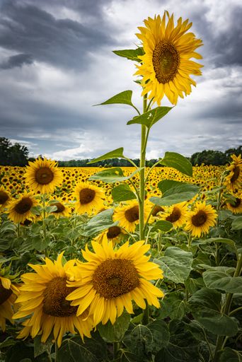 A vertical shot of blooming sunflowers in the field in the daytime