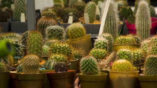 A small potted cactus business. many cacti in specialized nursery