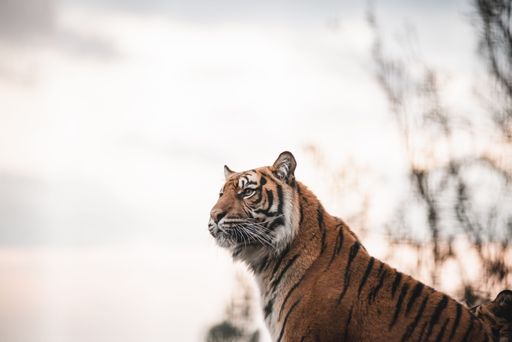 A closeup of a beautiful tiger against the background of the sky.