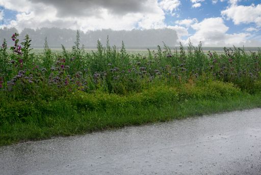 Beautiful flowers growing on a roadside on a rainy day