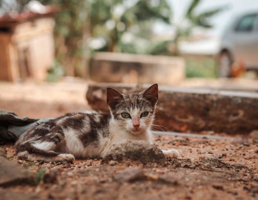 A closeup of a stray colorful and adorable kitten lying on the ground outside