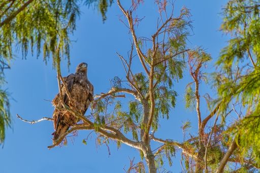 A Juvenile American Bald Eagle on the branch in Autumn in Florida