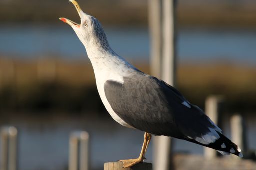 A closeup of a seagull perched on a wooden pole with its beak open wide