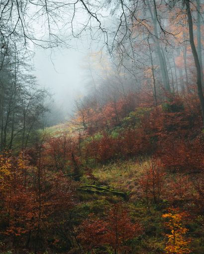 A vertical shot of a beautiful forest during autumn