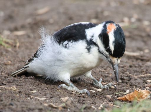 A closeup shot of a hairy woodpecker looking for food in the dirt
