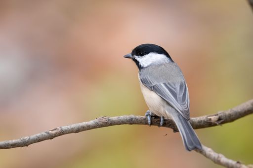 A closeup of a Carolina chickadee (Poecile carolinensis) perched on a branch on blurred background