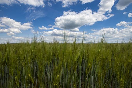 a closeup of wheat under the scattered clouds