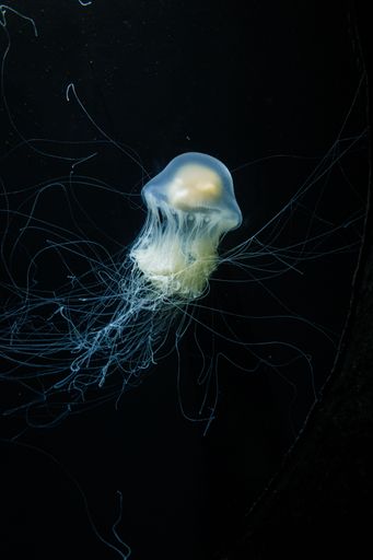 A vertical closeup shot of illuminated bright jellyfish in dark water