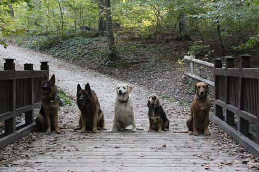 A view of dogs guarding a bridge in a forest
