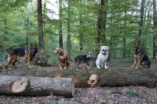 A selective focus shot of dogs on a huge log in a forest