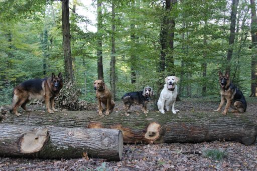 Different breed dogs sitting on a fallen tree trunk in a forest