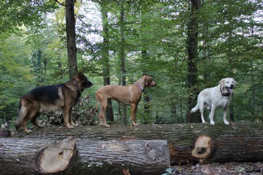 A selective focus shot of dogs on a huge log in a forest