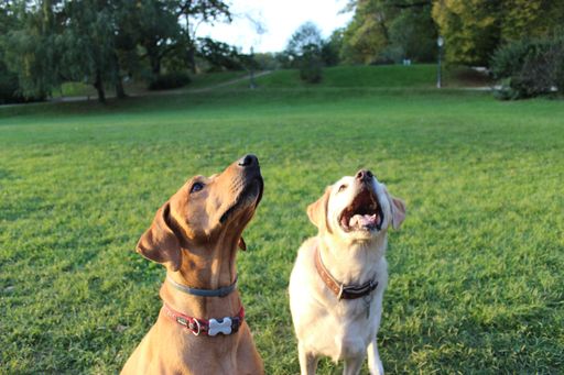 A selective focus shot of two dogs looking upwards on the grass