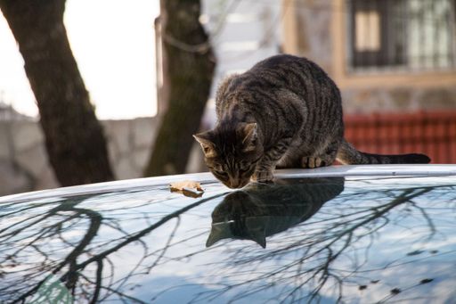 A tabby cat sitting on glass surface with its reflection outdoors
