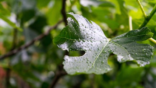 A selective focus shot of a big green leaf of a fig tree with dewdrops on it