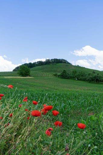 A vertical shot of beautiful poppy flowers growing in the field