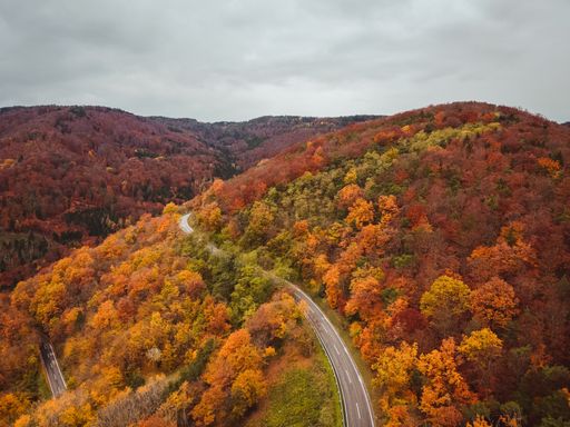 Breathtaking autumn shot of curved road surrounded by beautiful colorful trees on hillside under cloudy sky
