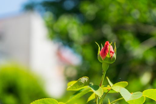 A selective focus shot of an unbloomed red rose on blurred background with bokeh lights