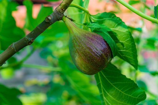 A closeup shot of a fig growing on the tree with blurred background