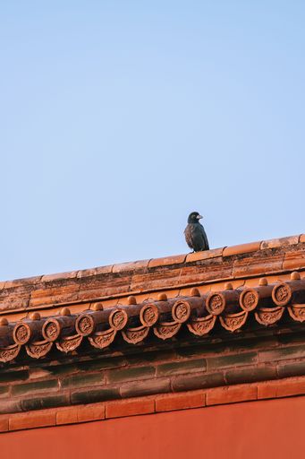 A vertical shot of a black jackdaw on the roof of a building against blue sky